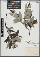Foto von Salix appendiculata Vill. x Salix eleagnos Scop.